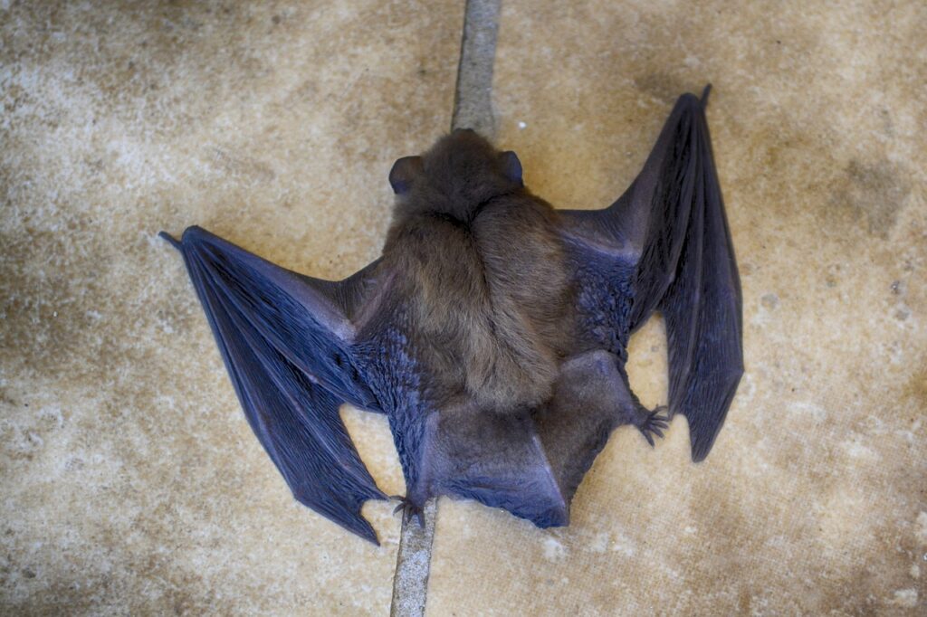 The Fascinating World of Bats Capital Reptiles